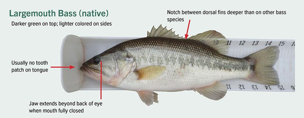 Largemouth Bass identification photo