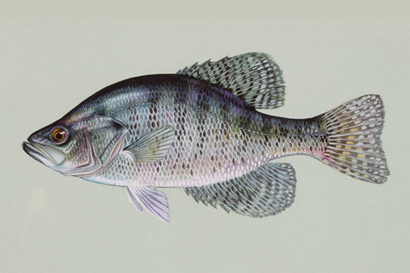 Crappie Tackle