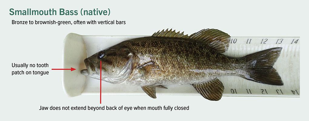 Smallmouth Bass identification photo