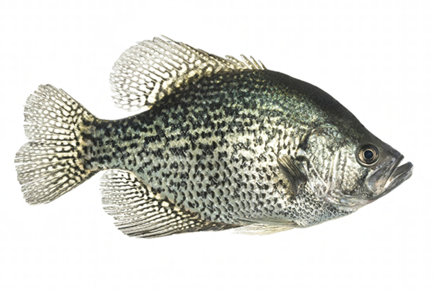 Black Crappie identification photo