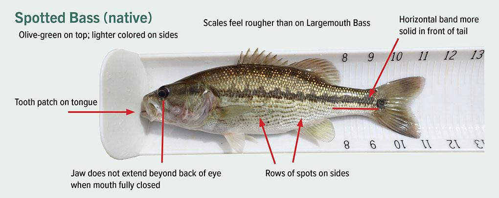 Spotted Bass identification photo