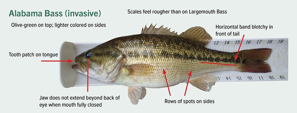 Alabama Bass identification photo